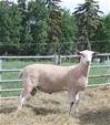 Sheep Trax Milo 424M